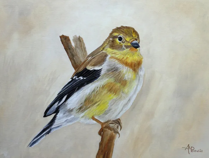 American Goldfinch Portrait