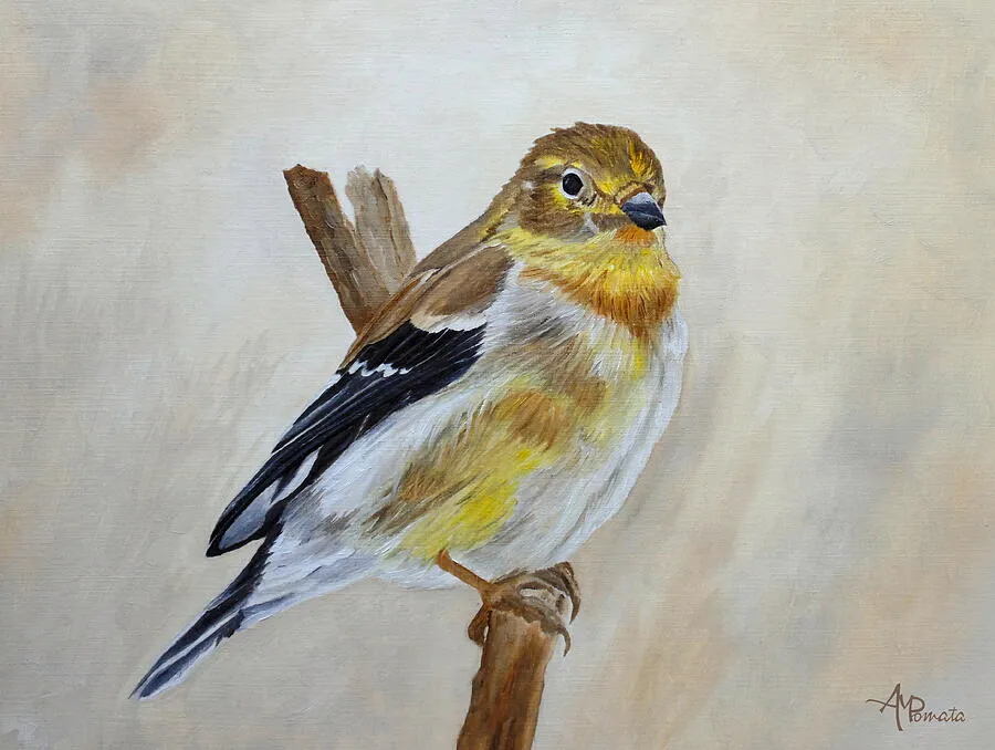American Goldfinch Portrait, original bird oil painting by Angeles M Pomata