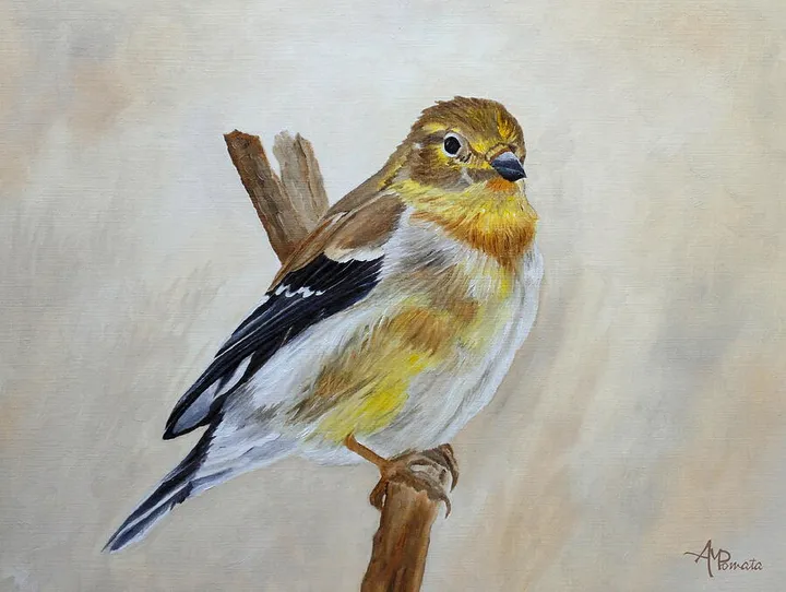 American Goldfinch Portrait