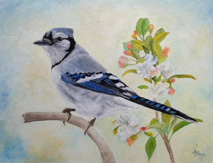Blue Jay Among Apple Blossoms