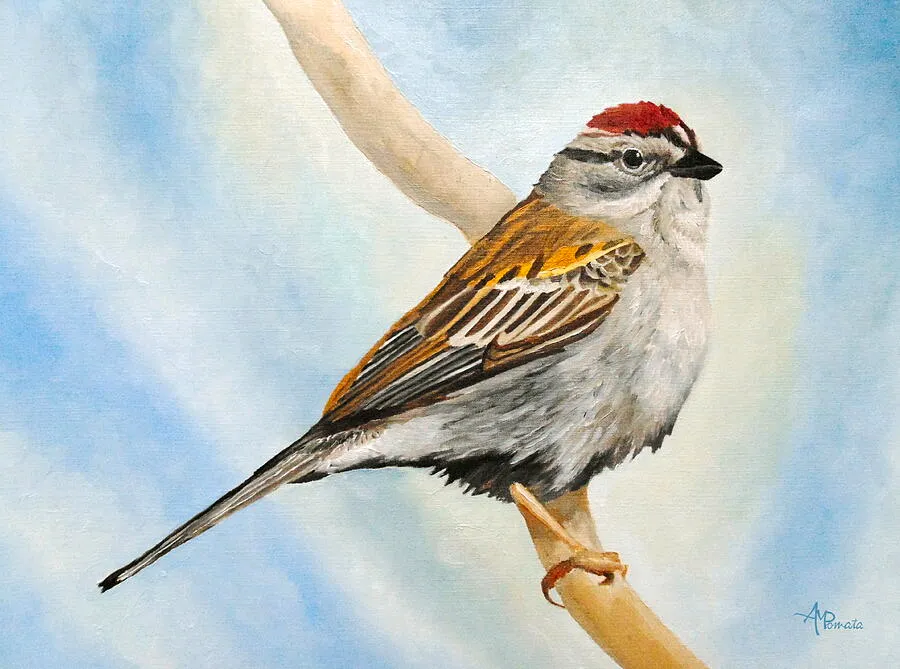 Chipping Sparrow, original bird oil painting by Angeles M Pomata