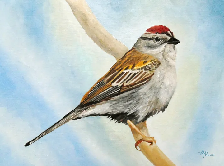 Chipping Sparrow