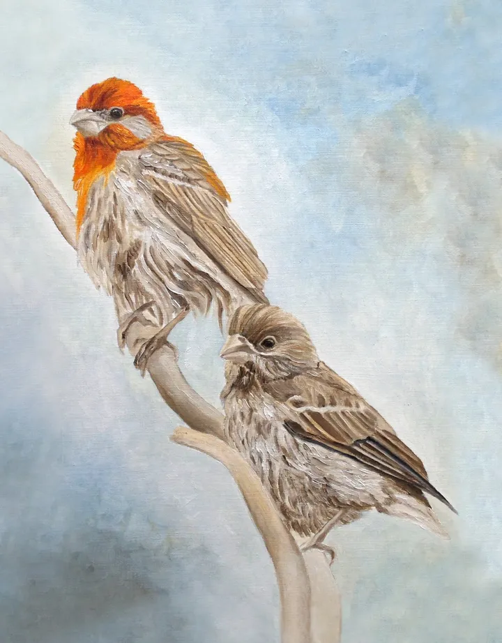 House Finch Couple