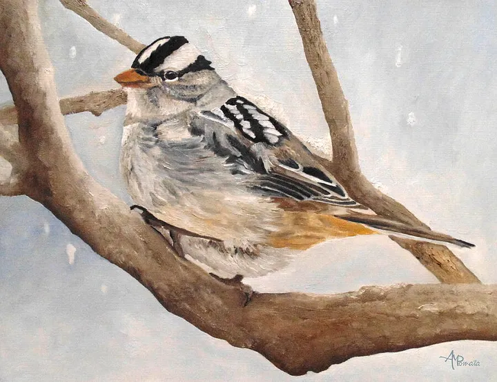 Let It Snow - White-crowned Sparrow