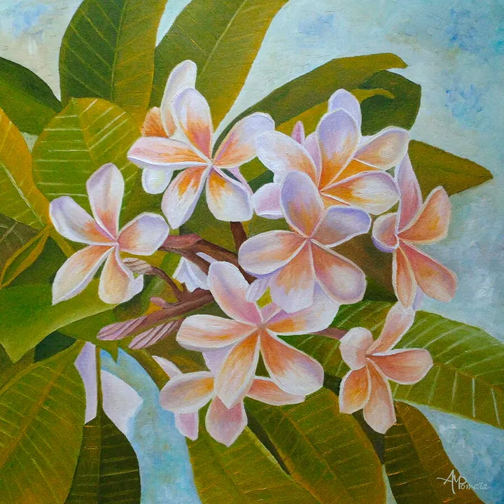 Plumeria