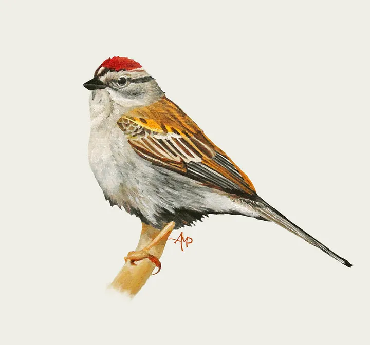 Chipping Sparrow