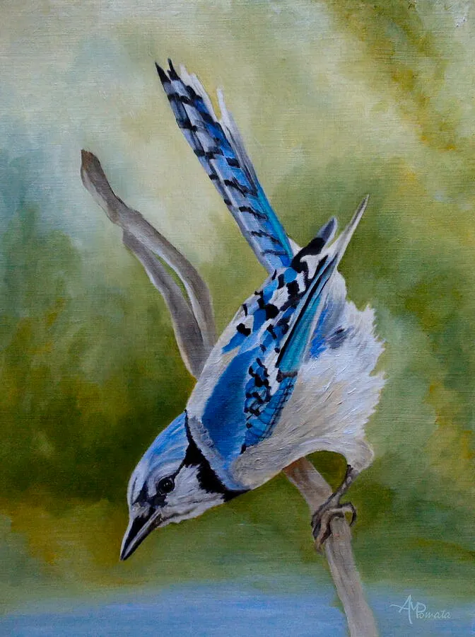 Aerialist Blue Jay