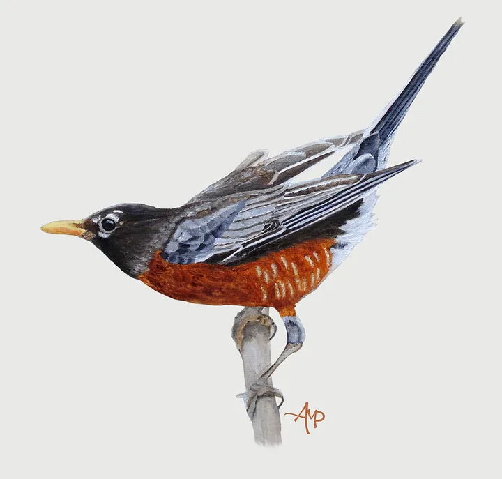 American Robin I