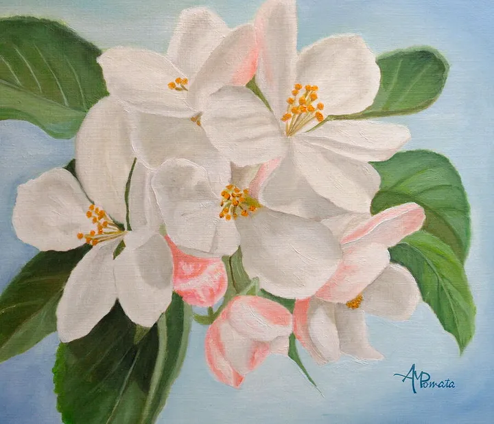 Apple Blossom