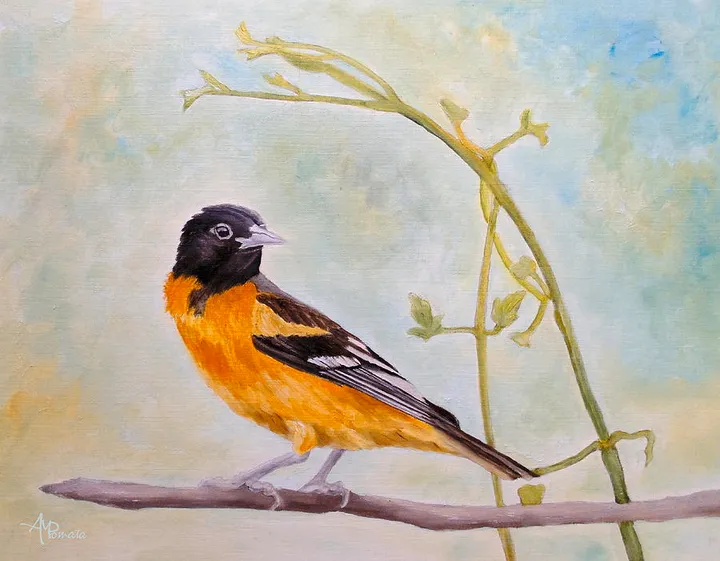 Back Looking Baltimore Oriole