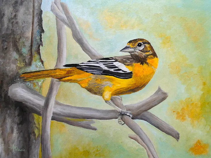 Baltimore Oriole