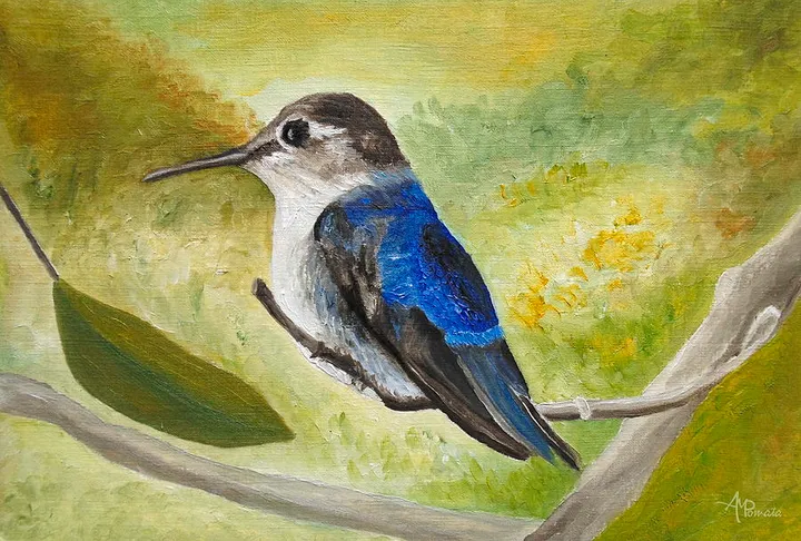 Bee Hummingbird