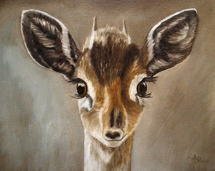 Big Eyes Dik-Dik