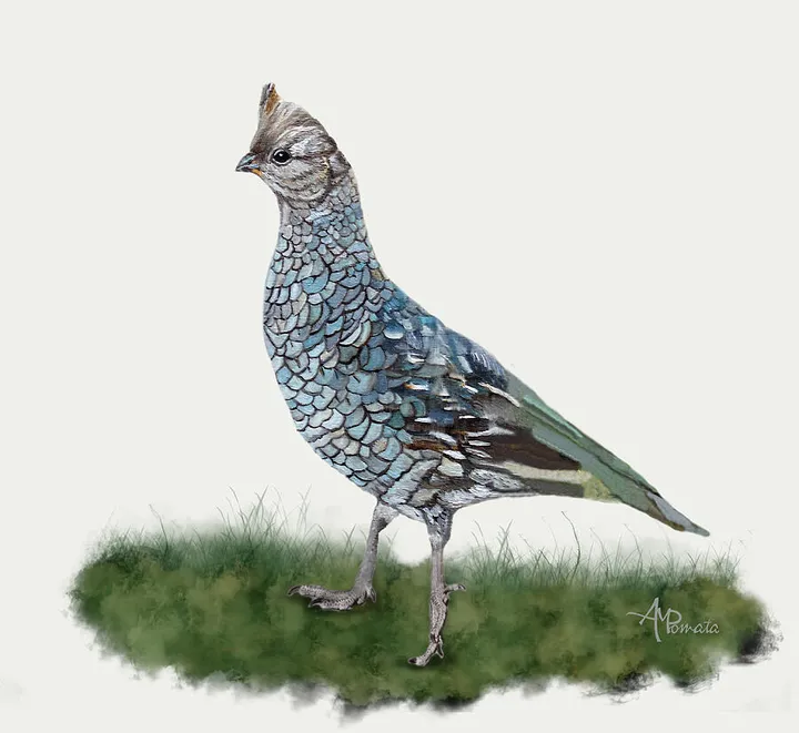 Blue Quail
