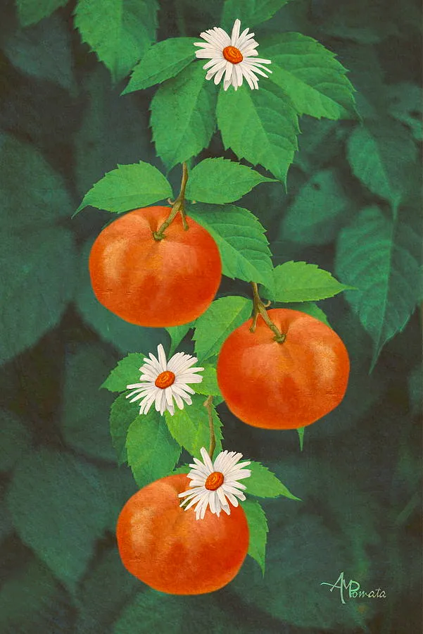 Branch of Mandarin Orange