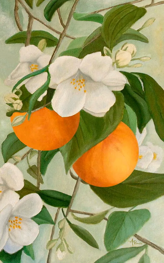 Branch of Orange Tree in Bloom