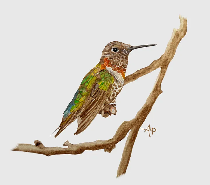 Bright Colored Hummingbird