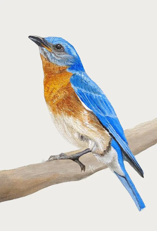 Cute Eastern Bluebird