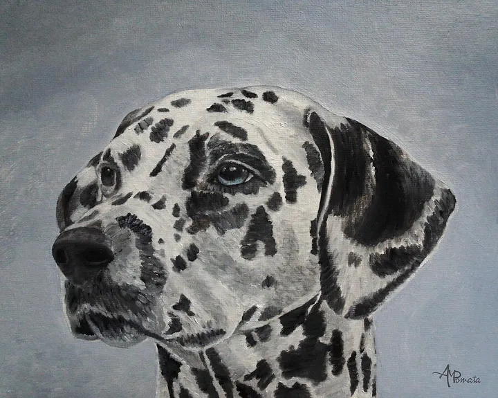 Dalmatian Portrait