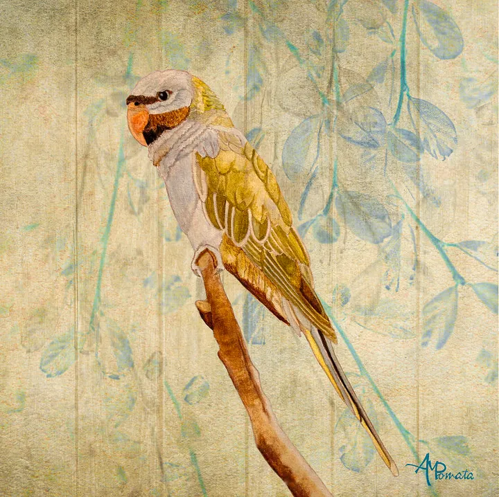 Derbyan Parakeet I
