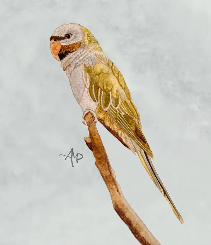 Derbyan Parakeet