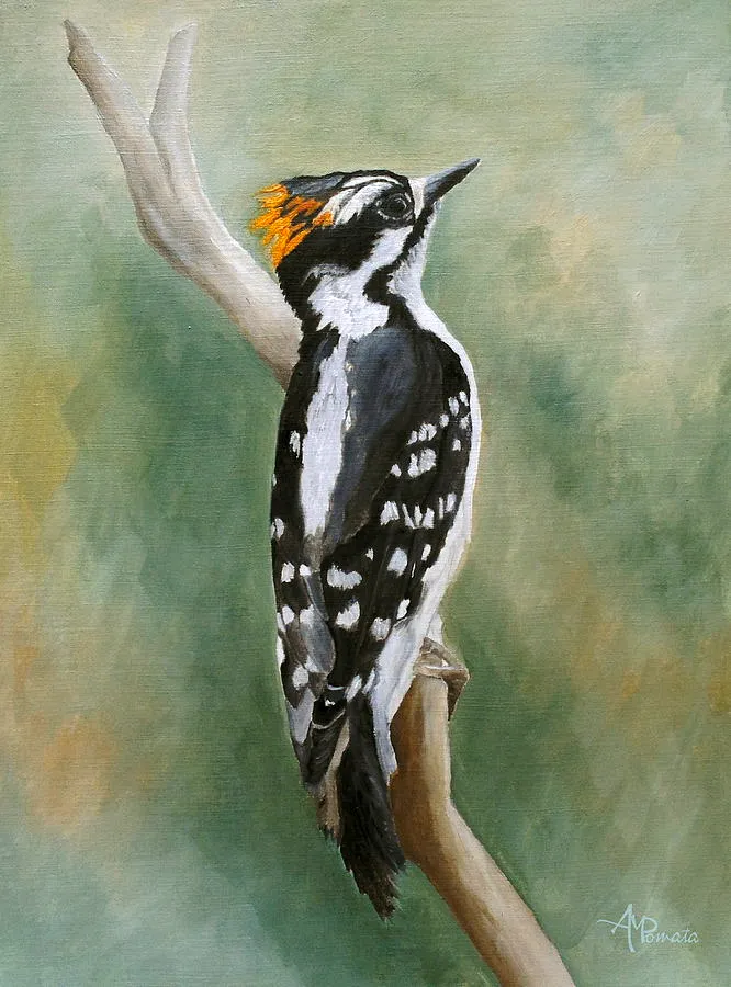 Downy Woodpecker