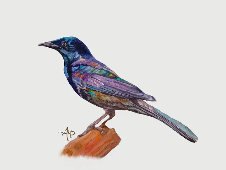 Dressed In Lights Common Grackle I