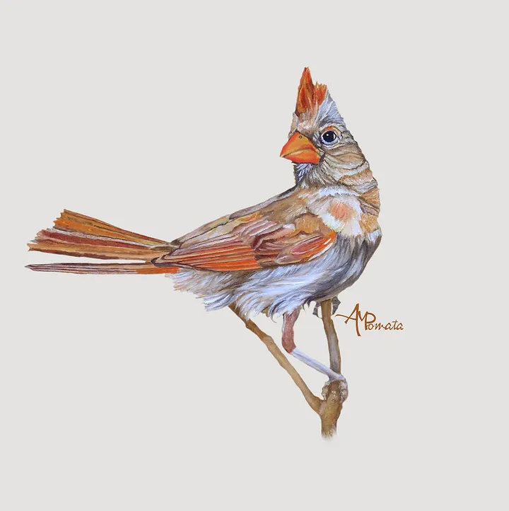 Female Cardinal Portrait I