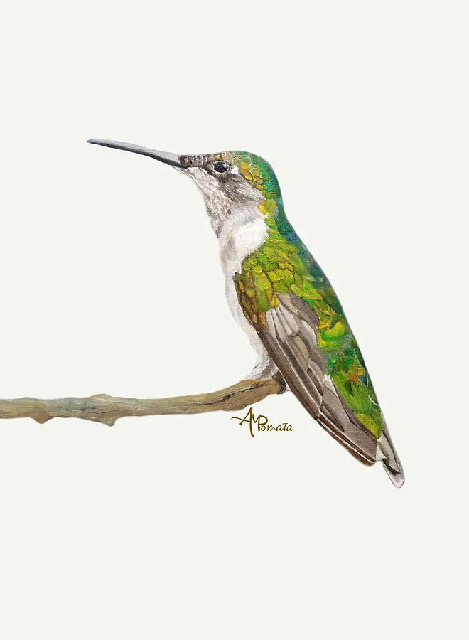 Female Hummingbird Portrait