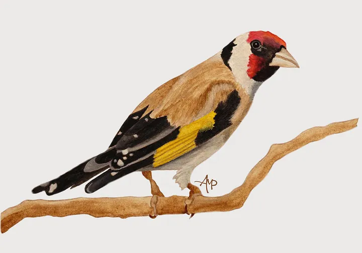 Goldfinch I