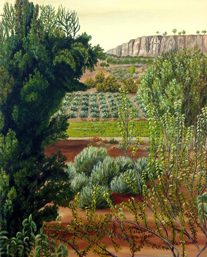 High Mountain Olive Trees