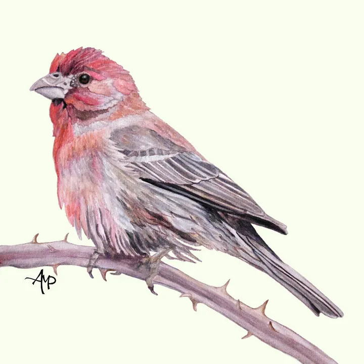 House Finch Watercolor