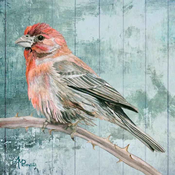 House Finch