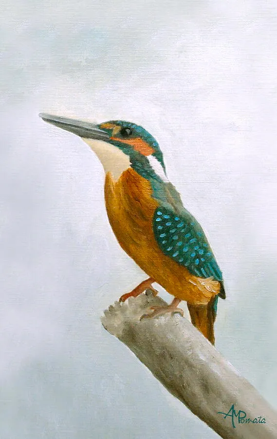 Kingfisher