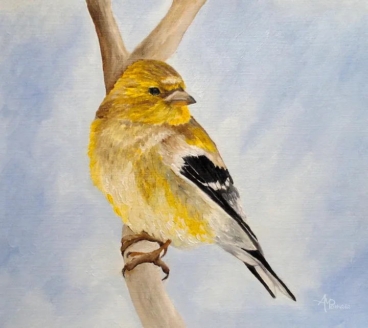 Male American Goldfinch