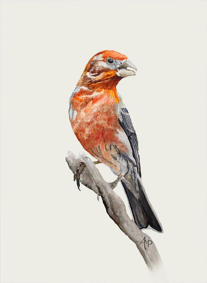 Male House Finch I
