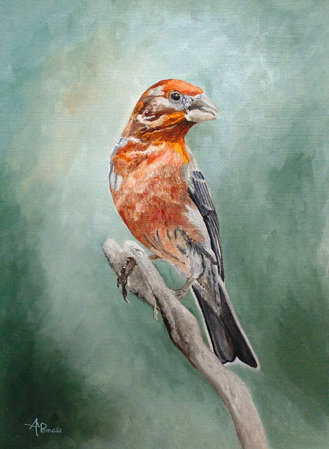 Male House Finch