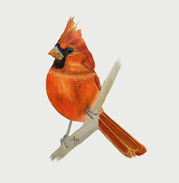 Male Northern Cardinal