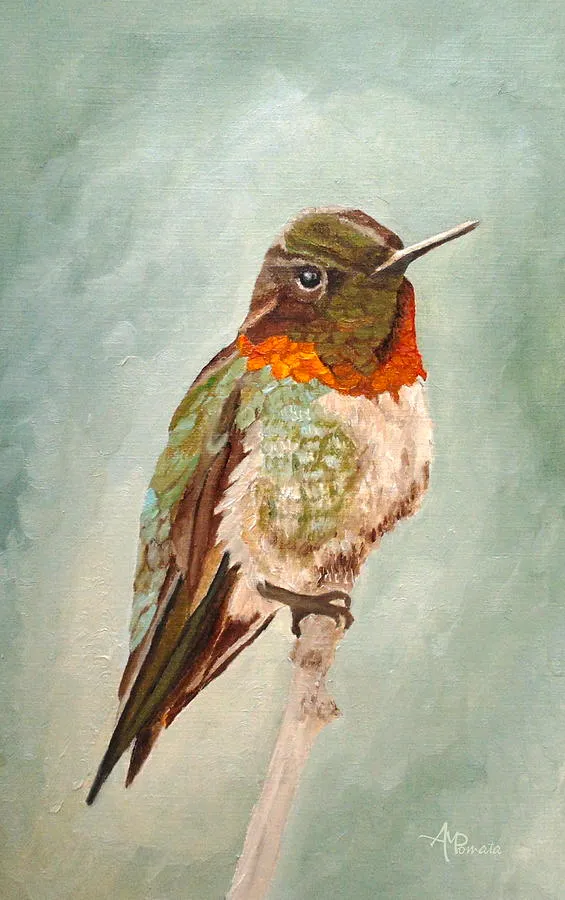 Male Ruby-throated Hummingbird