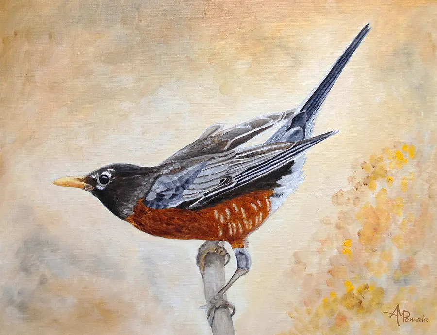 Morning Stretch American Robin, original bird oil painting by Angeles M Pomata