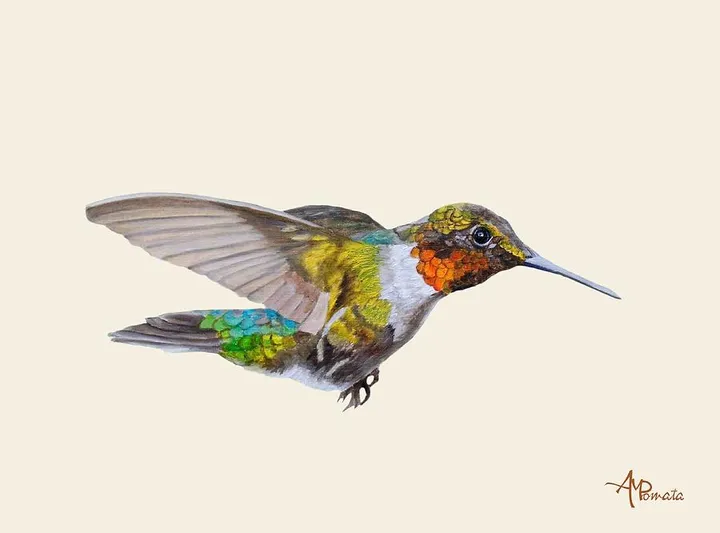 Motley Flying Hummer I