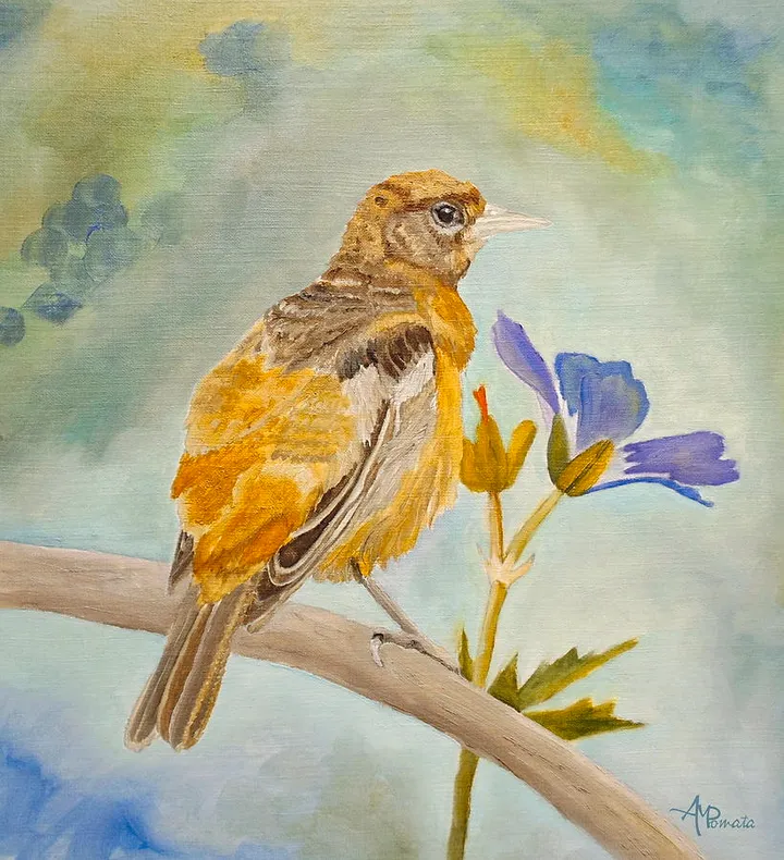 Pensive Baltimore Oriole