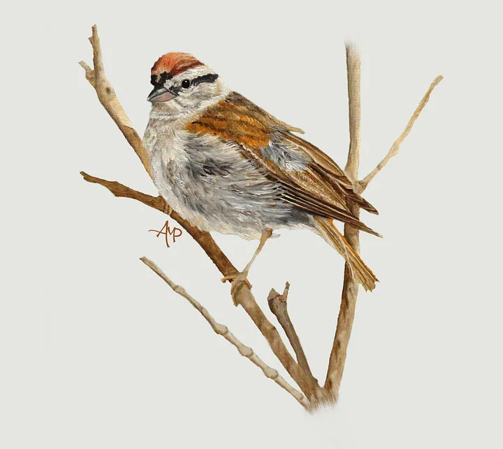 Perched Chipping Sparrow