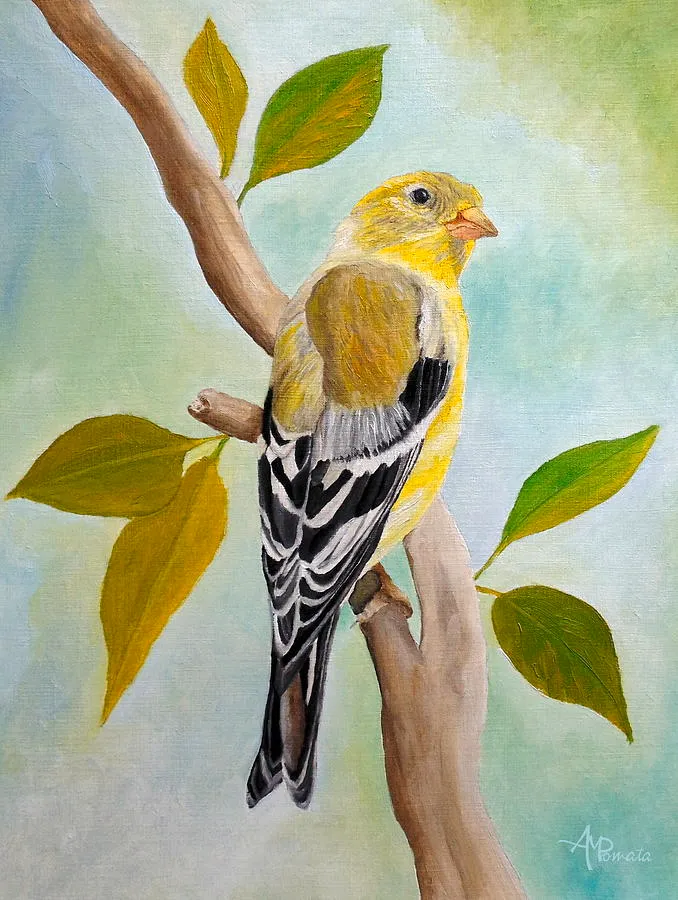 Pretty American Goldfinch