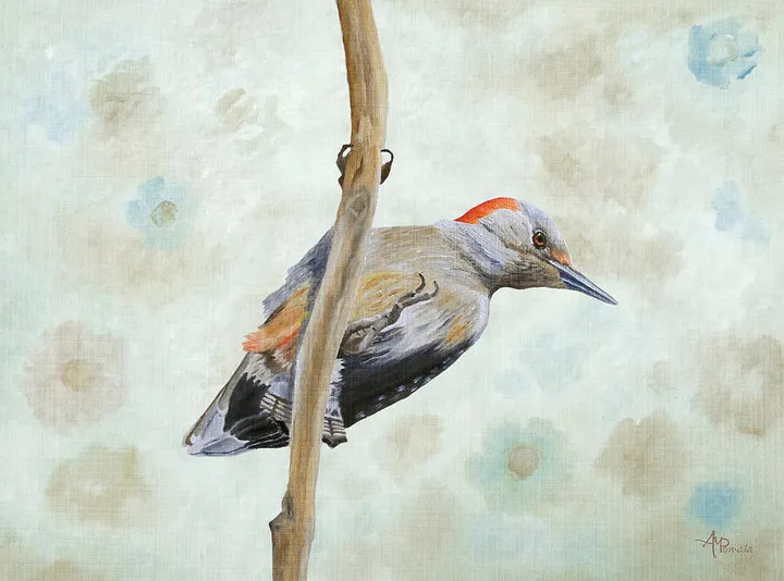 Red-bellied Woodpecker