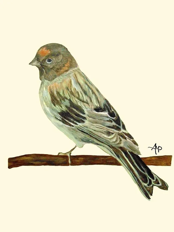 Red-Fronted Serin