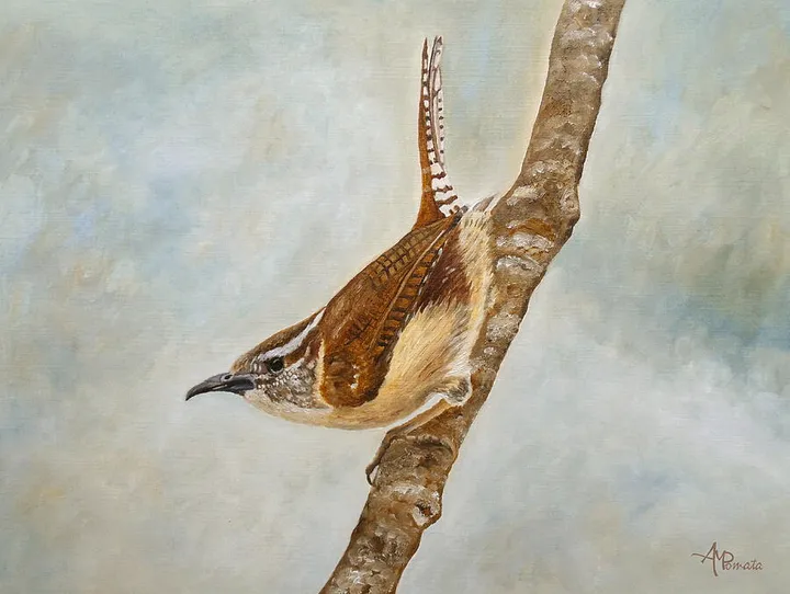 Sweet Carolina Wren