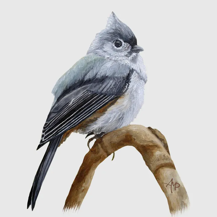 Titmouse On A Branch