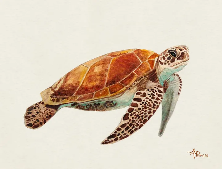 Turtle Watercolor