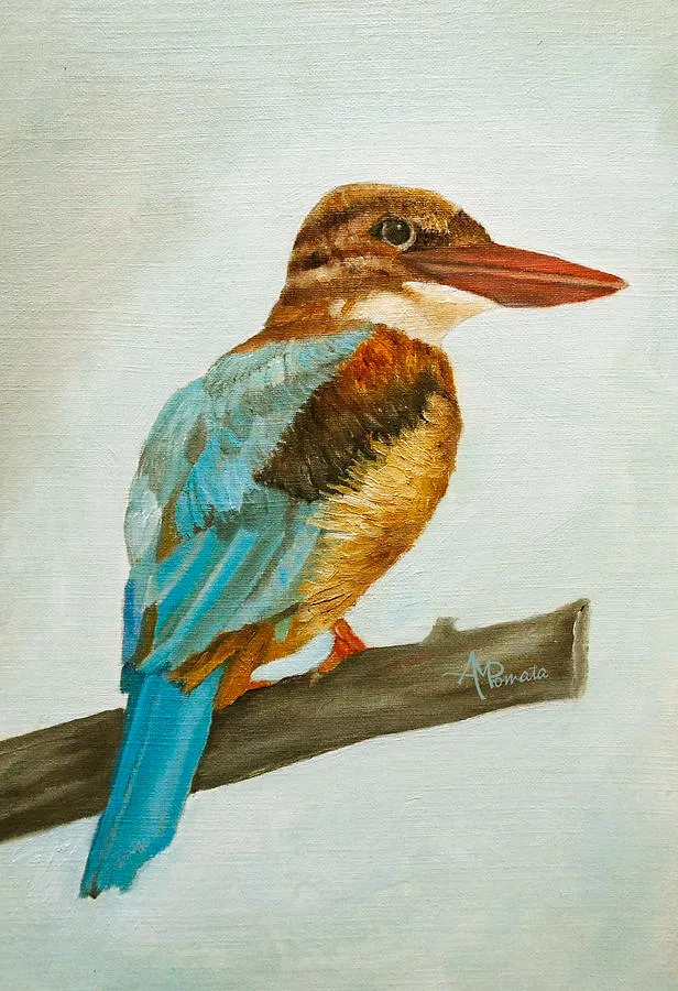 White Breasted Kingfisher